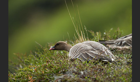 Kurzschnabelgans (Anser brachyrhynchus)