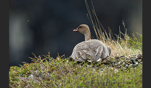 Kurzschnabelgans (Anser brachyrhynchus)