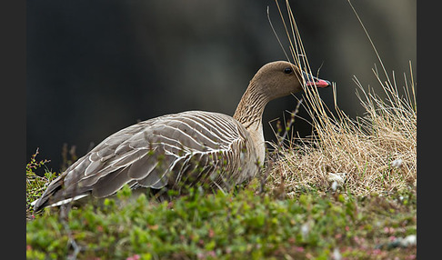 Kurzschnabelgans (Anser brachyrhynchus)