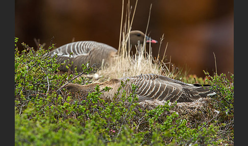 Kurzschnabelgans (Anser brachyrhynchus)