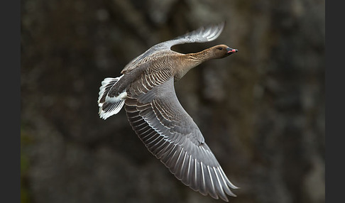 Kurzschnabelgans (Anser brachyrhynchus)