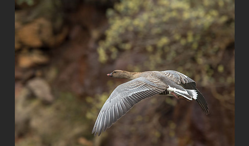 Kurzschnabelgans (Anser brachyrhynchus)