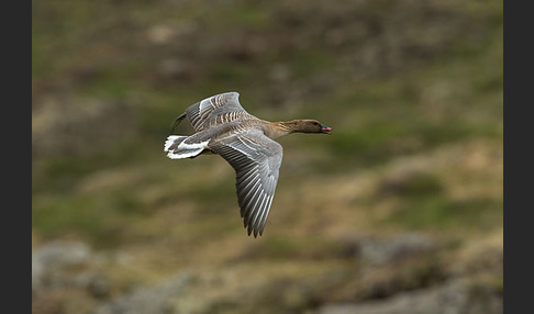 Kurzschnabelgans (Anser brachyrhynchus)