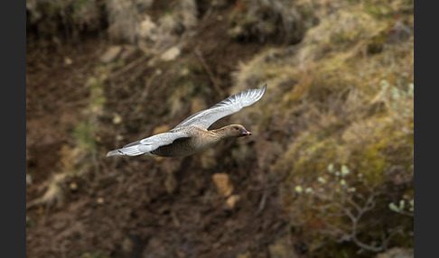 Kurzschnabelgans (Anser brachyrhynchus)