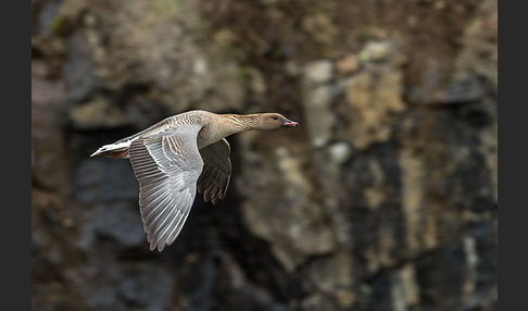 Kurzschnabelgans (Anser brachyrhynchus)