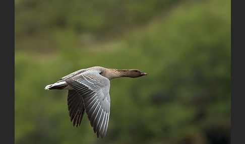 Kurzschnabelgans (Anser brachyrhynchus)