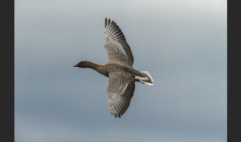 Kurzschnabelgans (Anser brachyrhynchus)