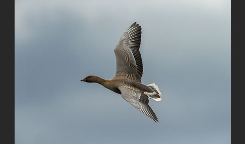 Kurzschnabelgans (Anser brachyrhynchus)