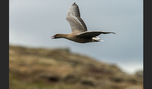 Kurzschnabelgans (Anser brachyrhynchus)