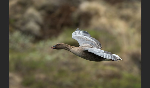 Kurzschnabelgans (Anser brachyrhynchus)