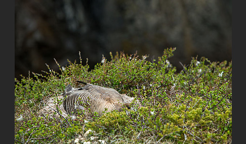 Kurzschnabelgans (Anser brachyrhynchus)