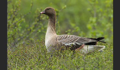 Kurzschnabelgans (Anser brachyrhynchus)