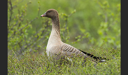 Kurzschnabelgans (Anser brachyrhynchus)