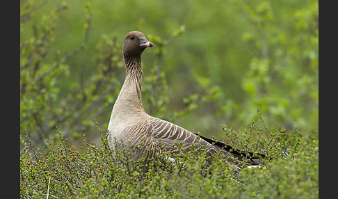 Kurzschnabelgans (Anser brachyrhynchus)