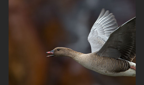 Kurzschnabelgans (Anser brachyrhynchus)