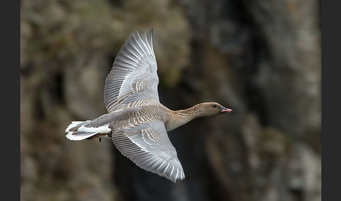 Kurzschnabelgans (Anser brachyrhynchus)