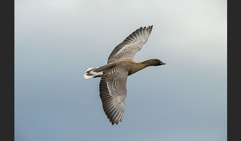 Kurzschnabelgans (Anser brachyrhynchus)