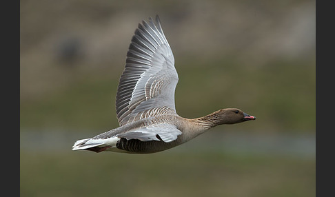 Kurzschnabelgans (Anser brachyrhynchus)