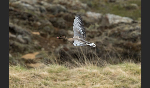 Kurzschnabelgans (Anser brachyrhynchus)