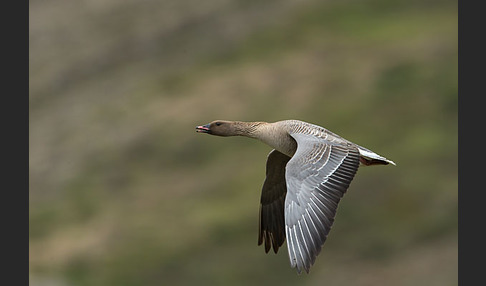 Kurzschnabelgans (Anser brachyrhynchus)