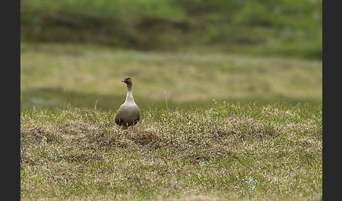 Kurzschnabelgans (Anser brachyrhynchus)