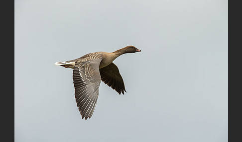 Kurzschnabelgans (Anser brachyrhynchus)