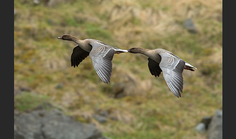 Kurzschnabelgans (Anser brachyrhynchus)