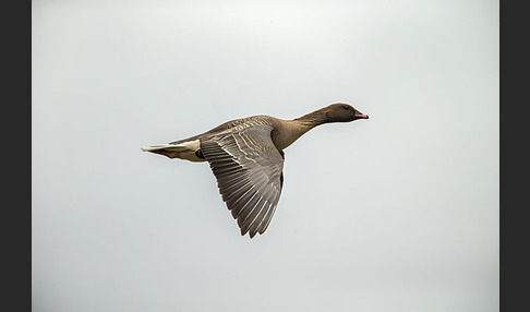 Kurzschnabelgans (Anser brachyrhynchus)