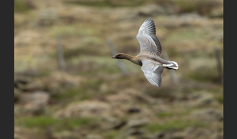 Kurzschnabelgans (Anser brachyrhynchus)