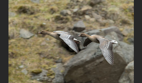 Kurzschnabelgans (Anser brachyrhynchus)