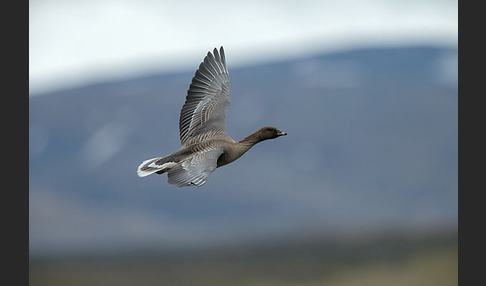 Kurzschnabelgans (Anser brachyrhynchus)