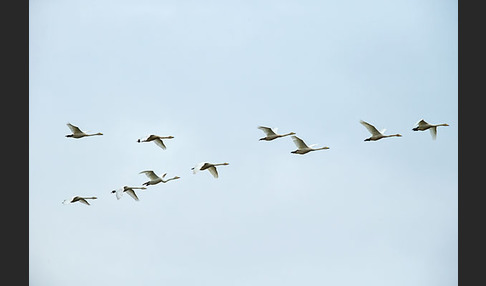 Singschwan (Cygnus cygnus)