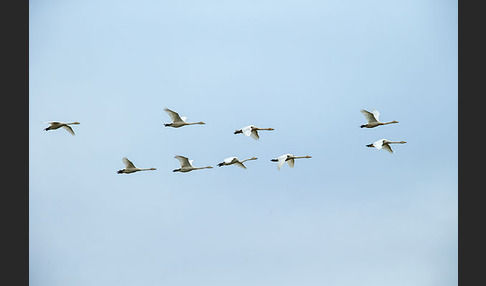 Singschwan (Cygnus cygnus)