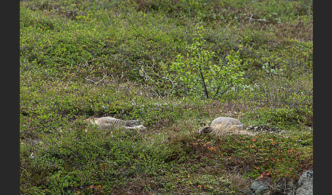 Kurzschnabelgans (Anser brachyrhynchus)