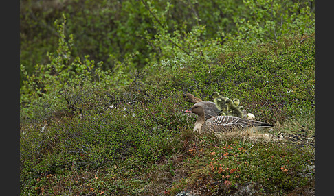 Kurzschnabelgans (Anser brachyrhynchus)