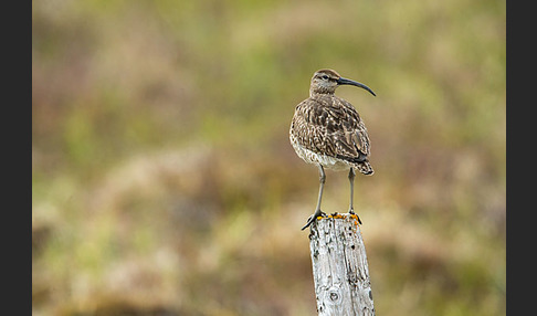 Regenbrachvogel (Numenius phaeopus)