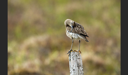 Regenbrachvogel (Numenius phaeopus)