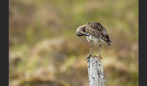 Regenbrachvogel (Numenius phaeopus)