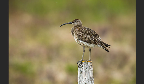 Regenbrachvogel (Numenius phaeopus)