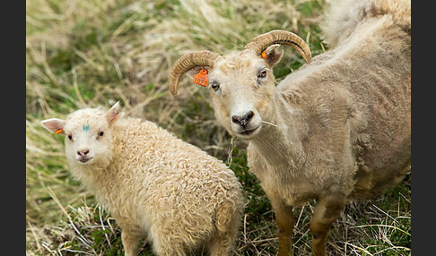 Islandschaf (Ovis orientalis f. aries)