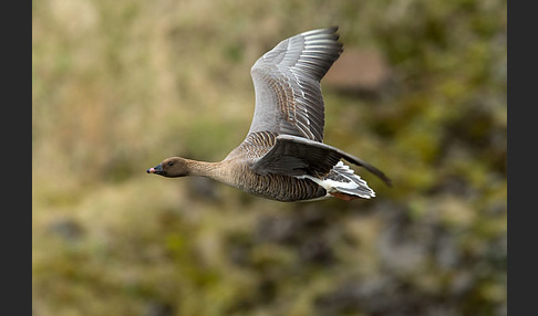 Kurzschnabelgans (Anser brachyrhynchus)