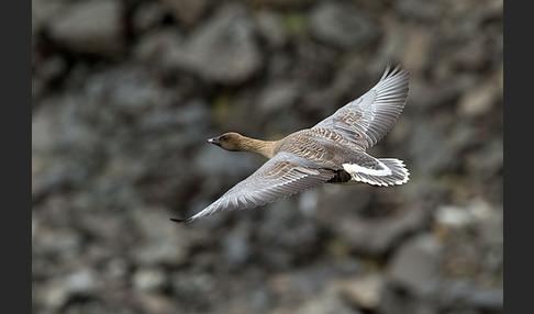 Kurzschnabelgans (Anser brachyrhynchus)