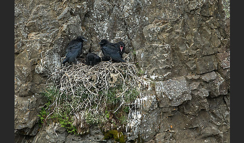 Kolkrabe (Corvus corax)