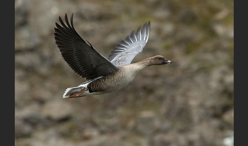 Kurzschnabelgans (Anser brachyrhynchus)