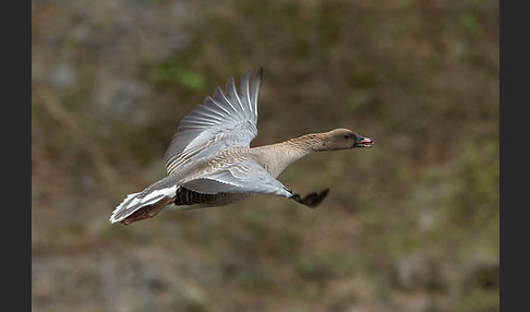 Kurzschnabelgans (Anser brachyrhynchus)