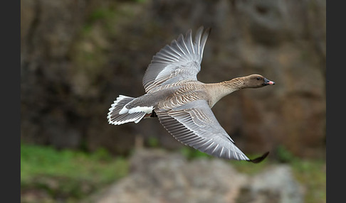 Kurzschnabelgans (Anser brachyrhynchus)