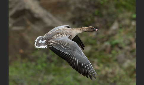 Kurzschnabelgans (Anser brachyrhynchus)