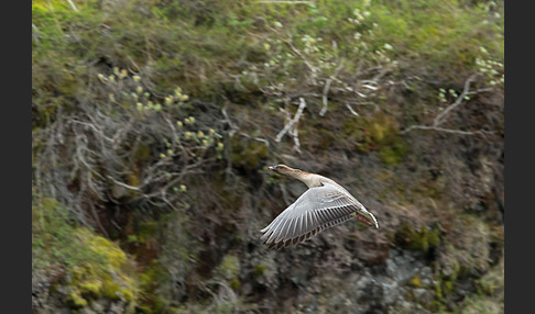 Kurzschnabelgans (Anser brachyrhynchus)