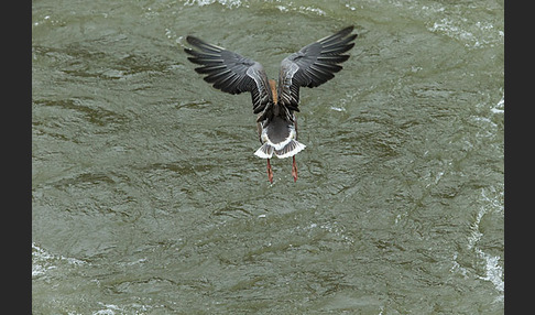 Kurzschnabelgans (Anser brachyrhynchus)