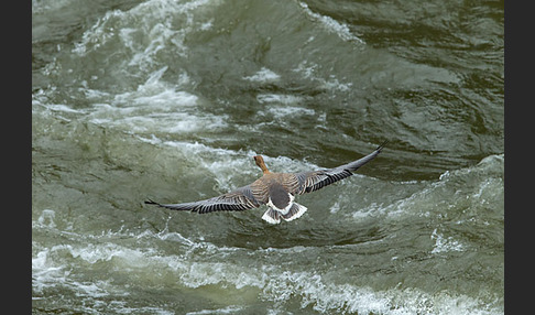 Kurzschnabelgans (Anser brachyrhynchus)